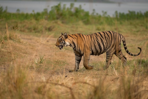 Seitenansicht auf einen Tiger in freier Wildbahn