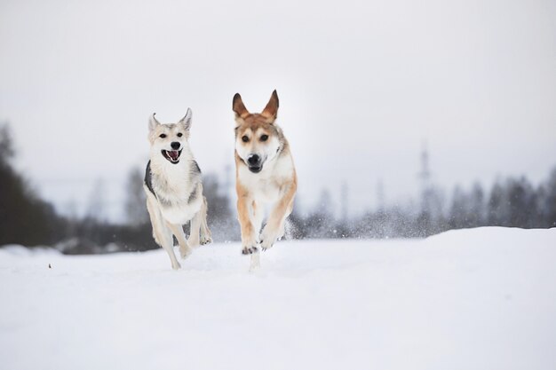 Seitenansicht auf zwei Hunde, die im Winter auf dem Schneefeld spielen und laufen