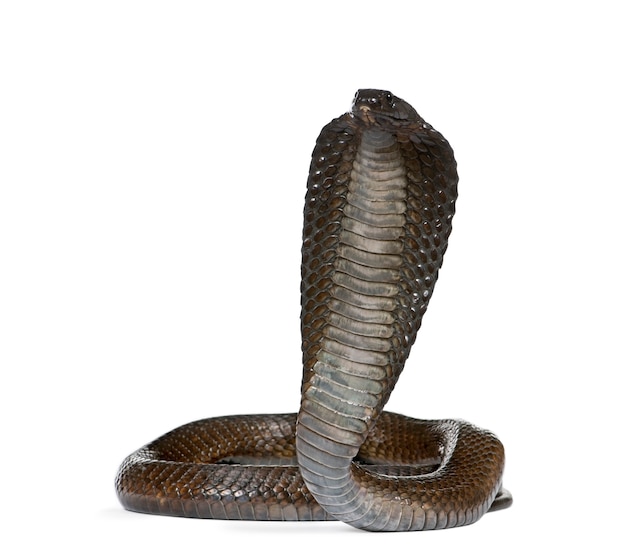 Seitenansicht der ägyptischen Kobra, Naja haje isoliert