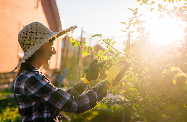 Seitenansicht der fröhlichen jungen kaukasischen Gärtnerin schneidet unnötige Äste und Blätter von einem Baum mit einer Baumschere, während sie einen Apfelbaum im Garten verarbeitet Garten- und Hobbykonzept