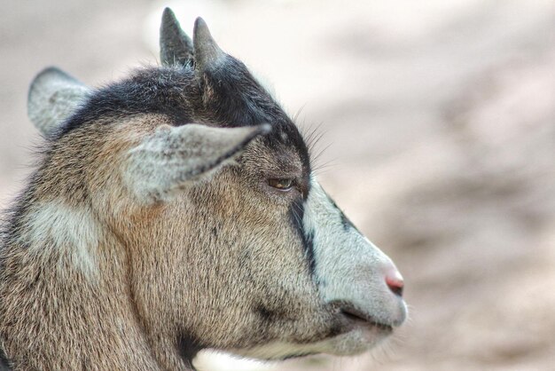 Foto seitenansicht der giraffe