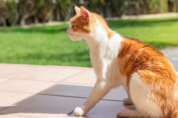 Seitenansicht der Katze entspanntes Sitzen im Außenbereich eines Hauses mit Sonnenlicht von hinten