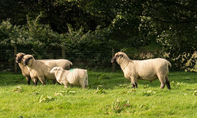 Seitenansicht der Shropshire-Schafe auf der Wiese