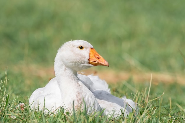 Seitenansicht der weißen Gans, die auf grünem grassx9 steht