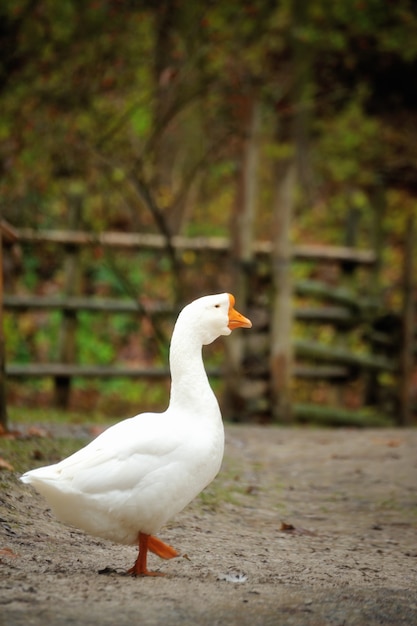 Seitenansicht der weißen Gans hautnah.