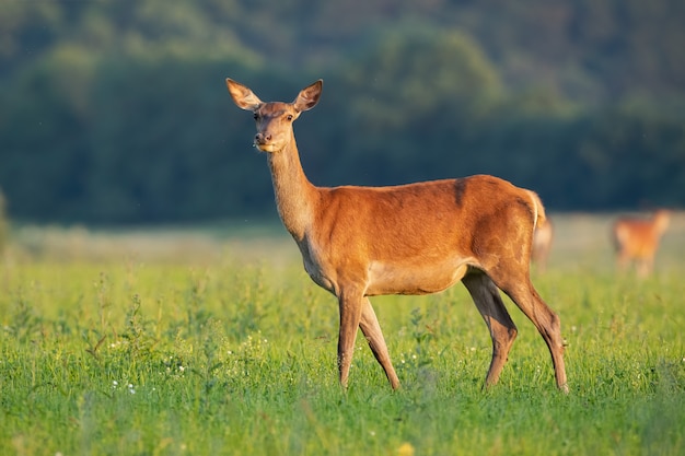 Seitenansicht der zarten Rotwildhinterhaltung, die auf einem Heufeld im Sommer bei Sonnenaufgang steht