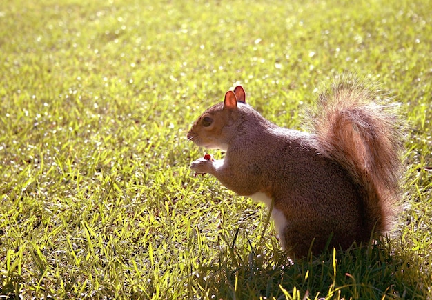 Seitenansicht des Eichhörnchens auf dem Feld