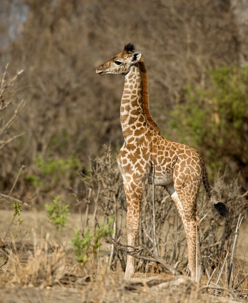 Seitenansicht des Giraffenkalbs, das im Grünland, Tansania, Afrika steht