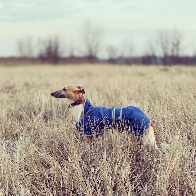 Seitenansicht des Hundes auf dem Feld