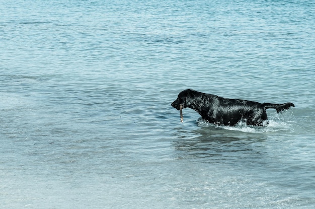 Foto seitenansicht des hundes im wasser