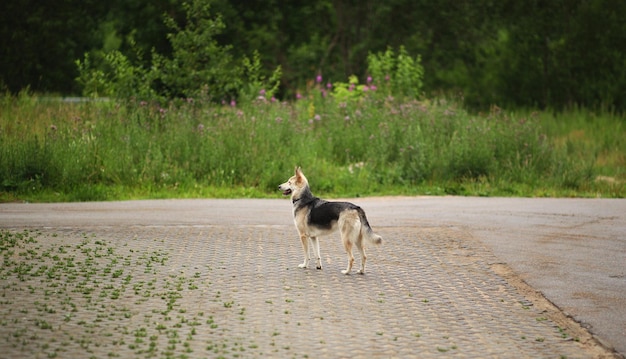 Seitenansicht des Husky-Hundes, der auf der Straße steht und beiseite schaut Grüne Bäume und Grashintergrund