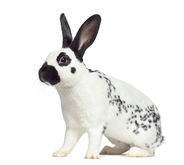 Seitenansicht des karierten Kaninchens lokalisiert auf weißer Oberfläche