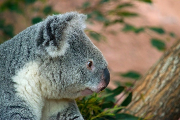 Foto seitenansicht des koalas im freien