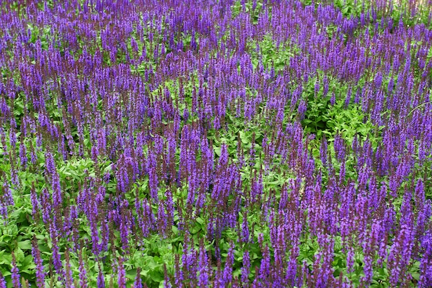 Seitenansicht des Lavendelblumenfeldes mit bokeh Effekt. Lavandula augustifolia