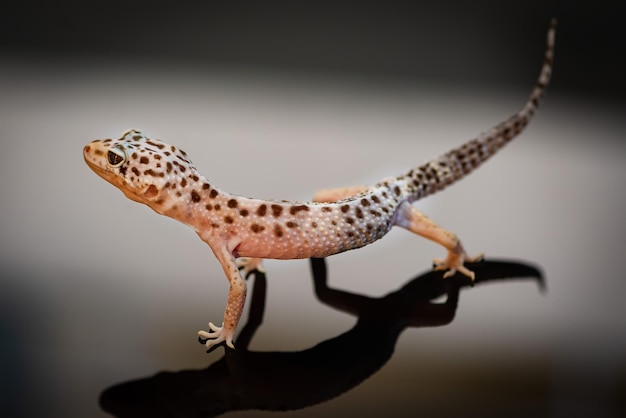 Seitenansicht des Leopardgeckos.