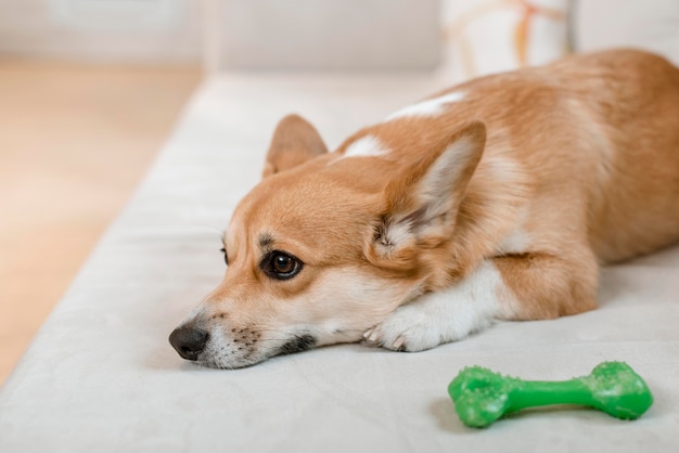 Seitenansicht des niedlichen Hundes auf der Couch mit Spielzeug