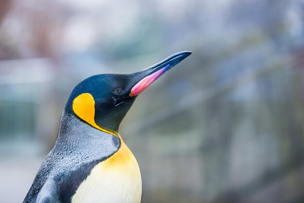 Seitenansicht des Pinguins