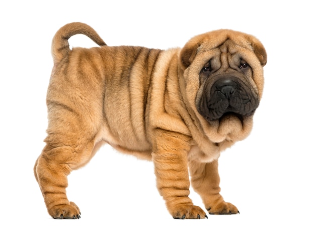 Seitenansicht des Shar pei Welpen lokalisiert auf Weiß