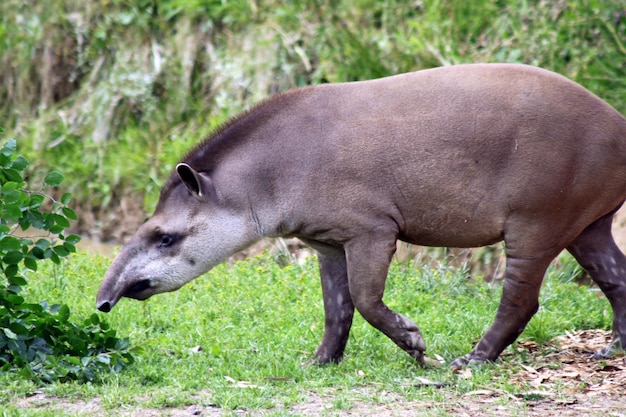 Foto seitenansicht des tapirs auf dem feld