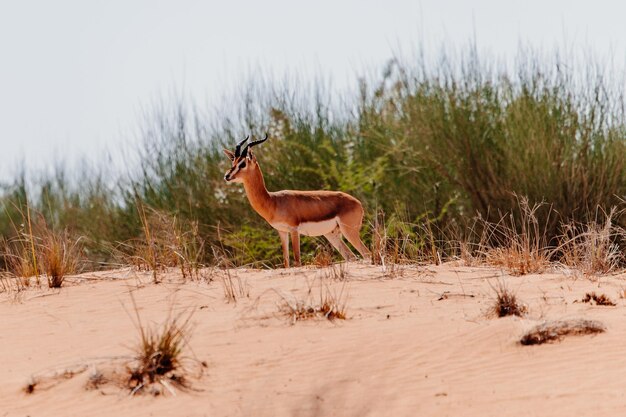 Foto seitenansicht einer gazelle vor dem gras