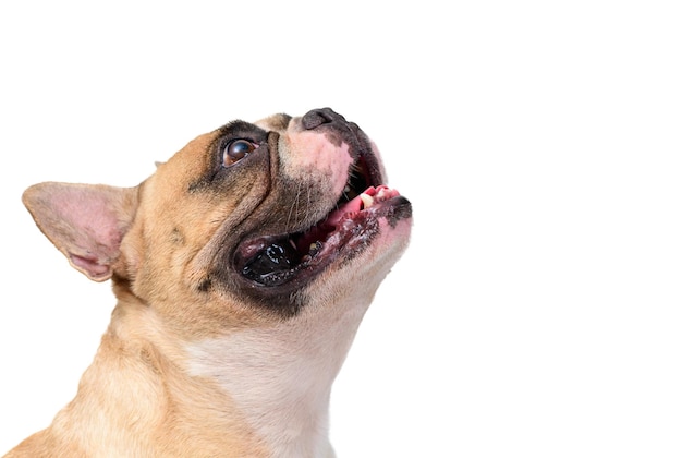 Seitenansicht einer niedlichen französischen Bulldogge, isoliert auf weißem Hintergrund, Haustier und Tier