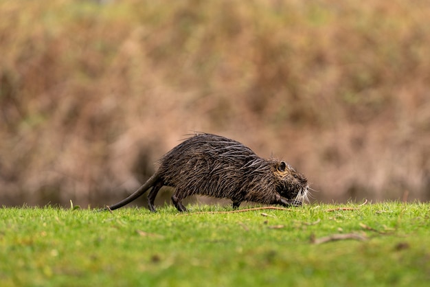 Seitenansicht einer Nutria, die auf dem Gras watet