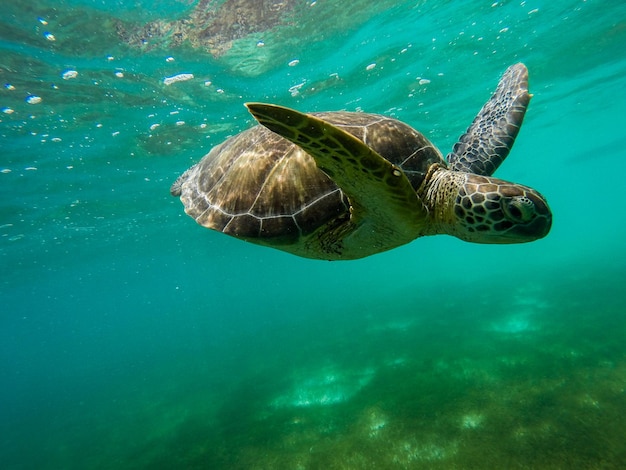 Seitenansicht einer Schildkröte unter Wasser