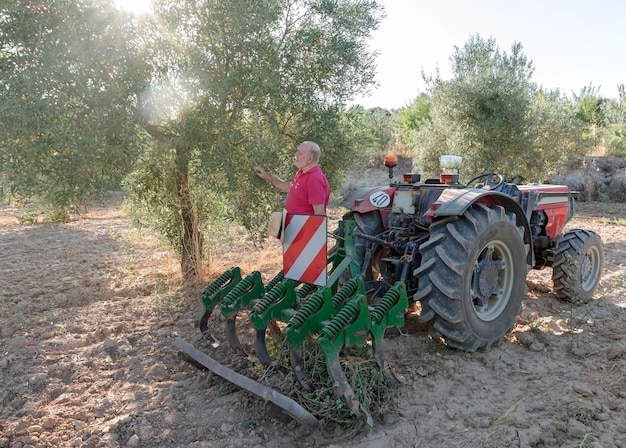 Seitenansicht eines älteren Bauern, der neben dem Traktor steht und den Olivenbaum im Olivenhain berührt