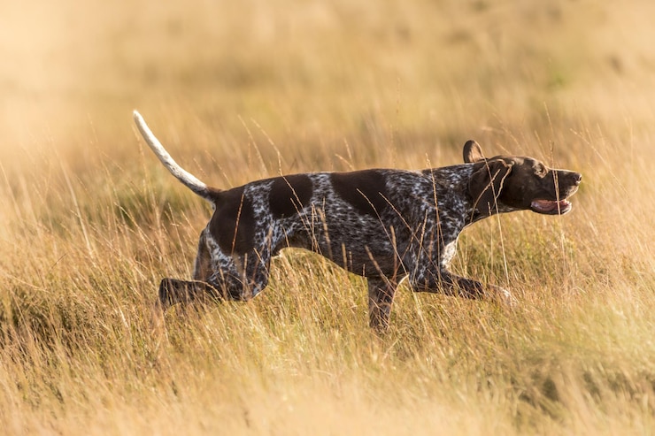Foto seitenansicht eines auf dem feld laufenden hundes