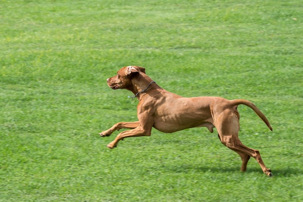 Foto seitenansicht eines auf dem feld laufenden hundes