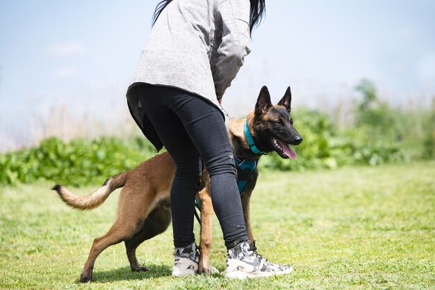 Foto seitenansicht eines auf dem feld stehenden hundes