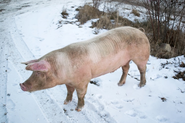 Foto seitenansicht eines großen schweins auf schnee