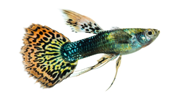 Seitenansicht eines Guppy-Schwimmens, Poecilia reticulata, lokalisiert auf Weiß