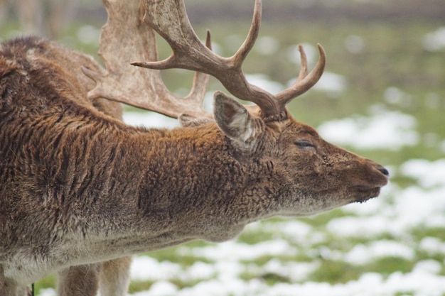 Foto seitenansicht eines hirsches mit geschlossenen augen auf dem feld im winter