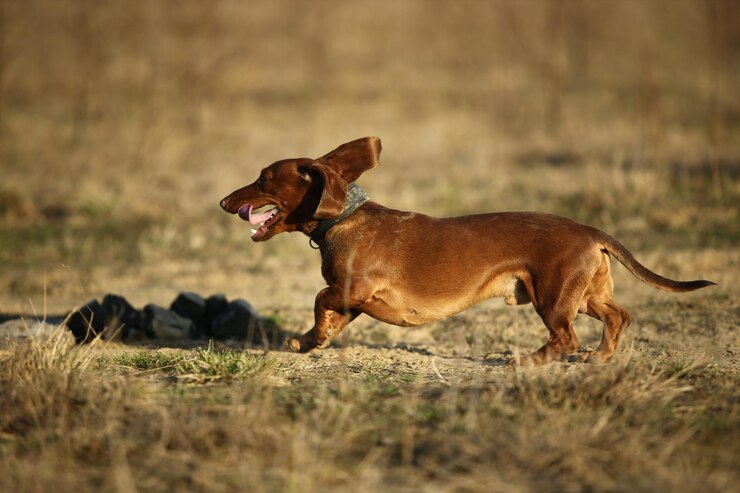 Foto seitenansicht eines hundes auf dem feld