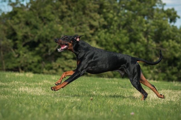 Seitenansicht eines Hundes auf dem Gras