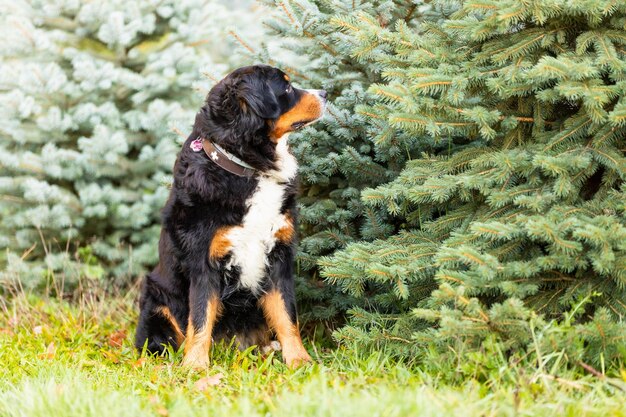 Seitenansicht eines Hundes auf dem Gras