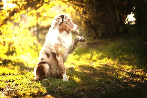 Seitenansicht eines Hundes auf einem Grasland