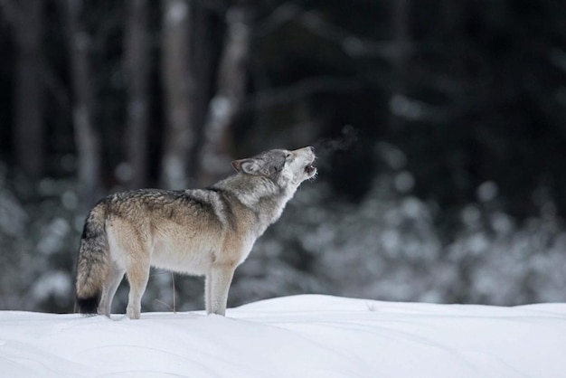 Seitenansicht eines Hundes auf einem mit Schnee bedeckten Feld