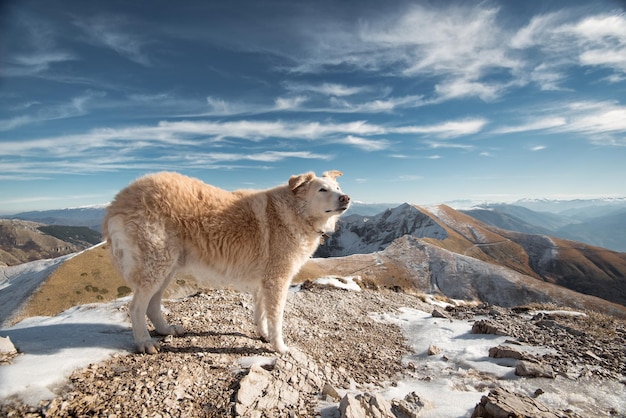 Seitenansicht eines Hundes, der auf einem Berg gegen den Himmel steht