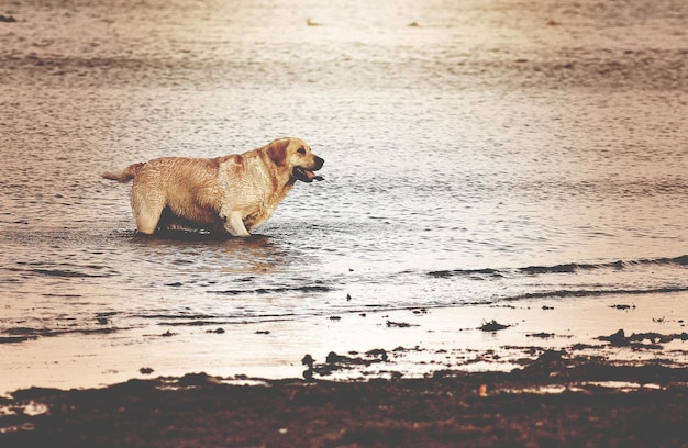 Foto seitenansicht eines hundes im meer