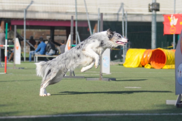 Seitenansicht eines Hunds, der springt