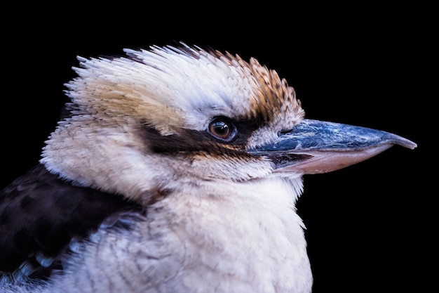 Seitenansicht eines lachenden Kookaburra dacelo novaeguineae Porträt eines lachenden Kookaburra isoliert auf schwarzem Hintergrund