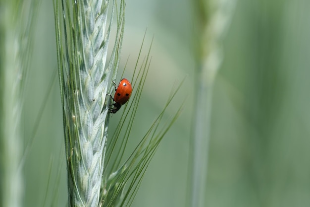 Seitenansicht eines Marienkäfers aus nächster Nähe in der Natur