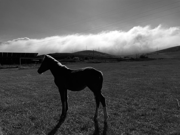 Seitenansicht eines Pferdes auf dem Feld gegen den Himmel