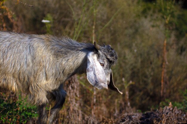 Foto seitenansicht eines pferdes auf dem feld