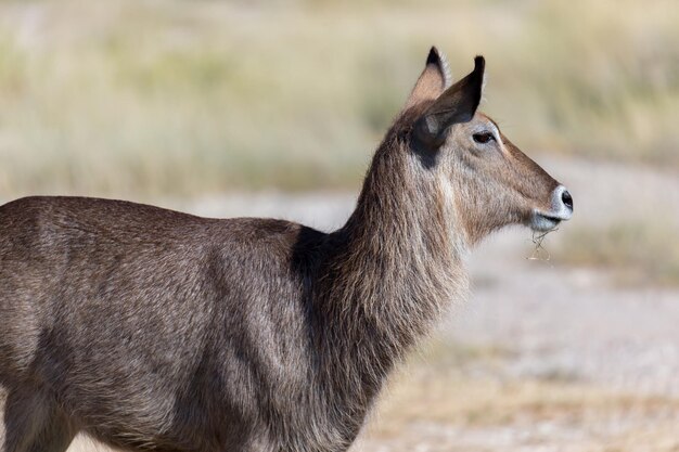 Foto seitenansicht eines pferdes auf dem feld