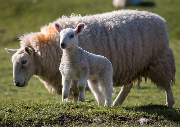 Seitenansicht eines Schafes mit Lamm