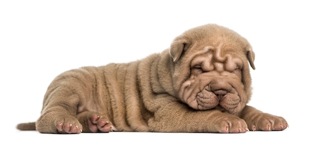 Seitenansicht eines Shar Pei Welpen liegend dösen isoliert auf Weiß