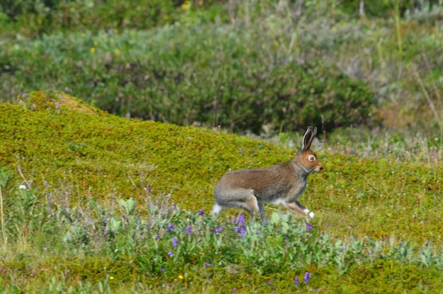 Foto seitenansicht eines tieres auf dem feld